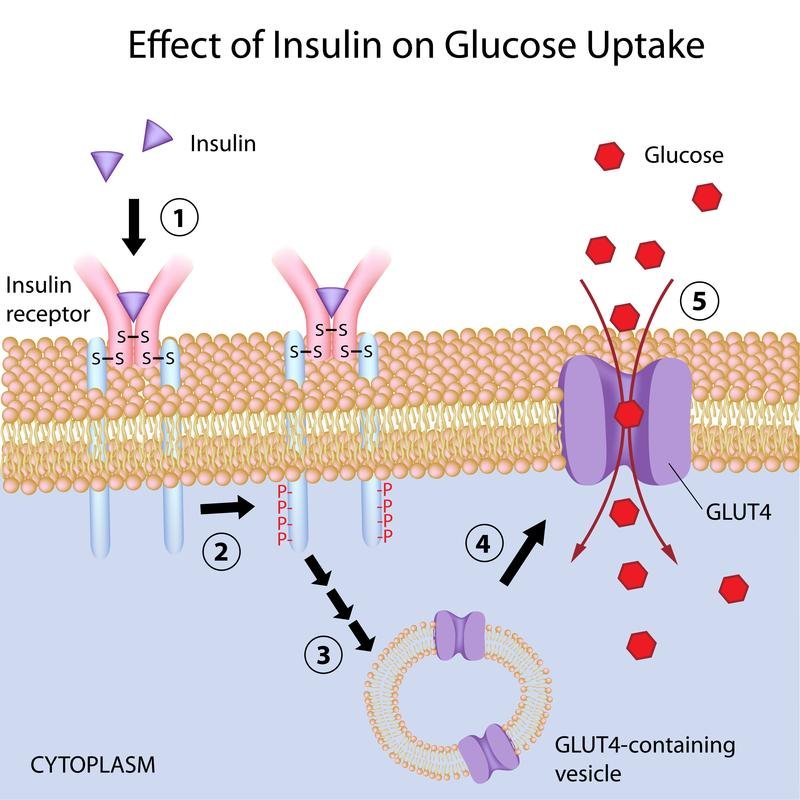 Educational illustration of glucose, insulin and cellular glucose uptake