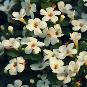 Bacopa Monnieri in Pineal Guardian X