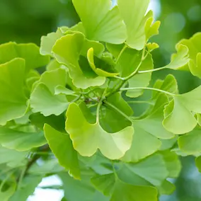 Ginkgo Biloba in Pineal Guardian X