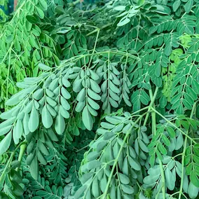 Moringa extract Pineal Guardian X
