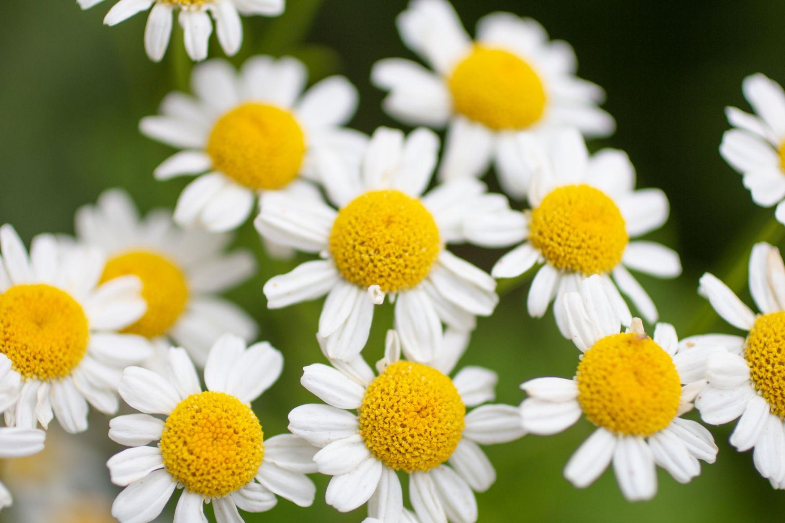 Chamomile flowers illustrating a botanical source of apigenin