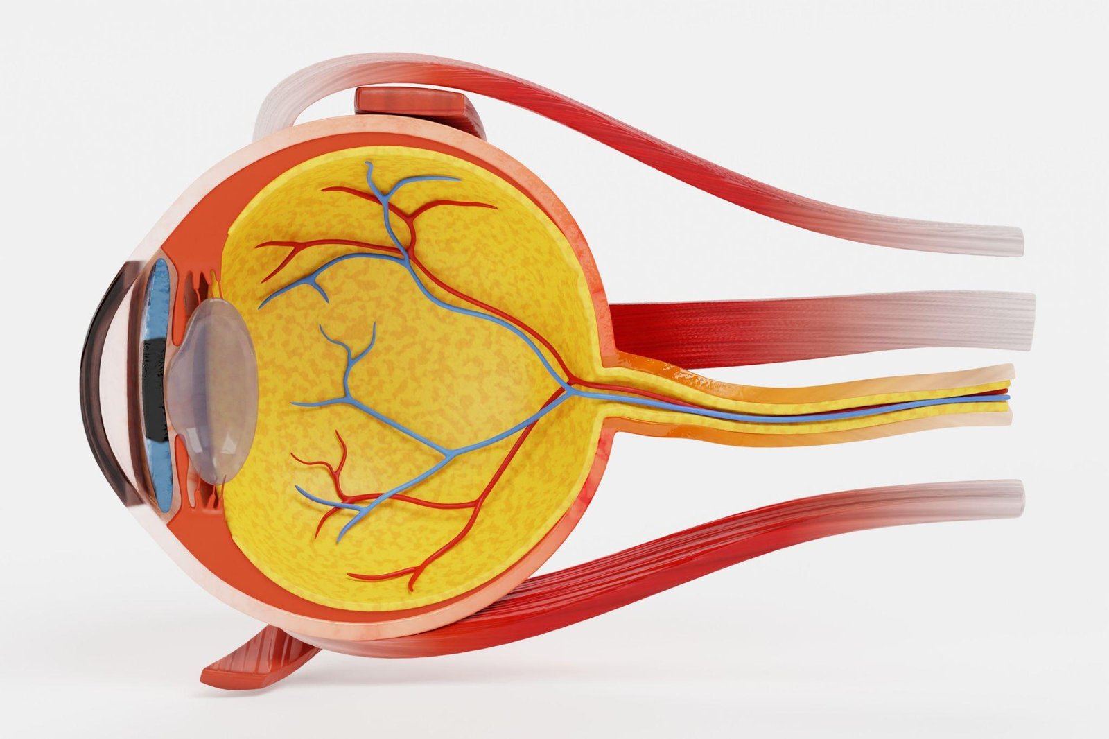 Educational eye and retina anatomy illustration