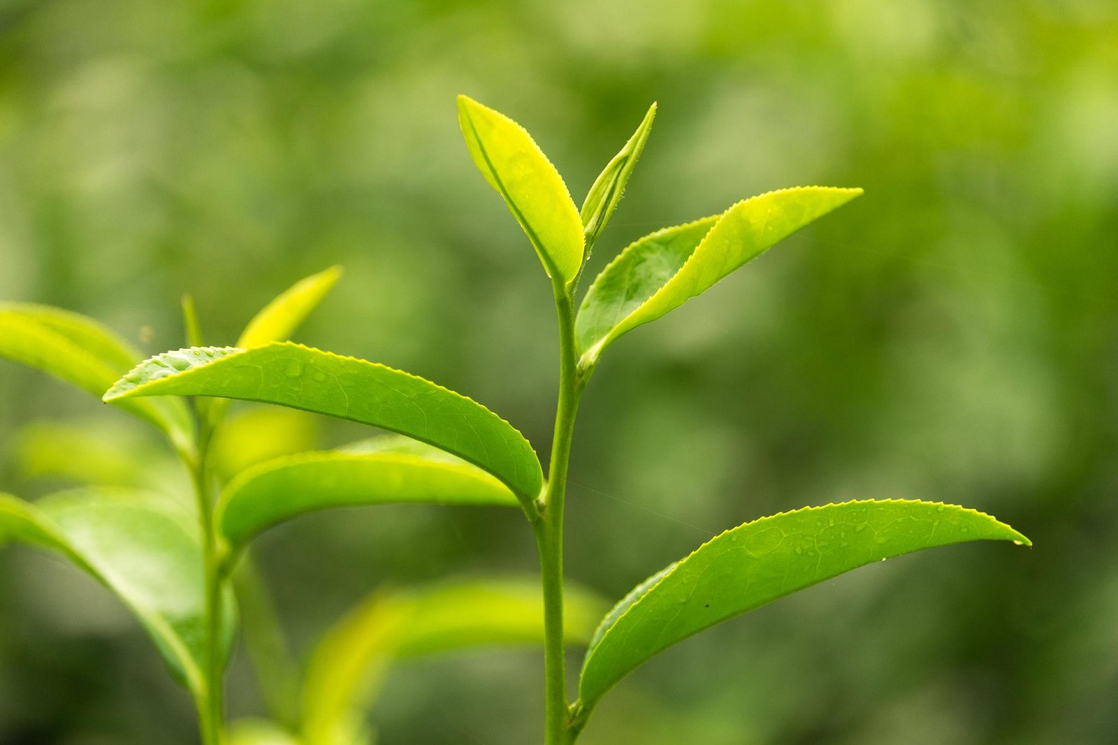 Green tea leaves as a natural source of L-theanine