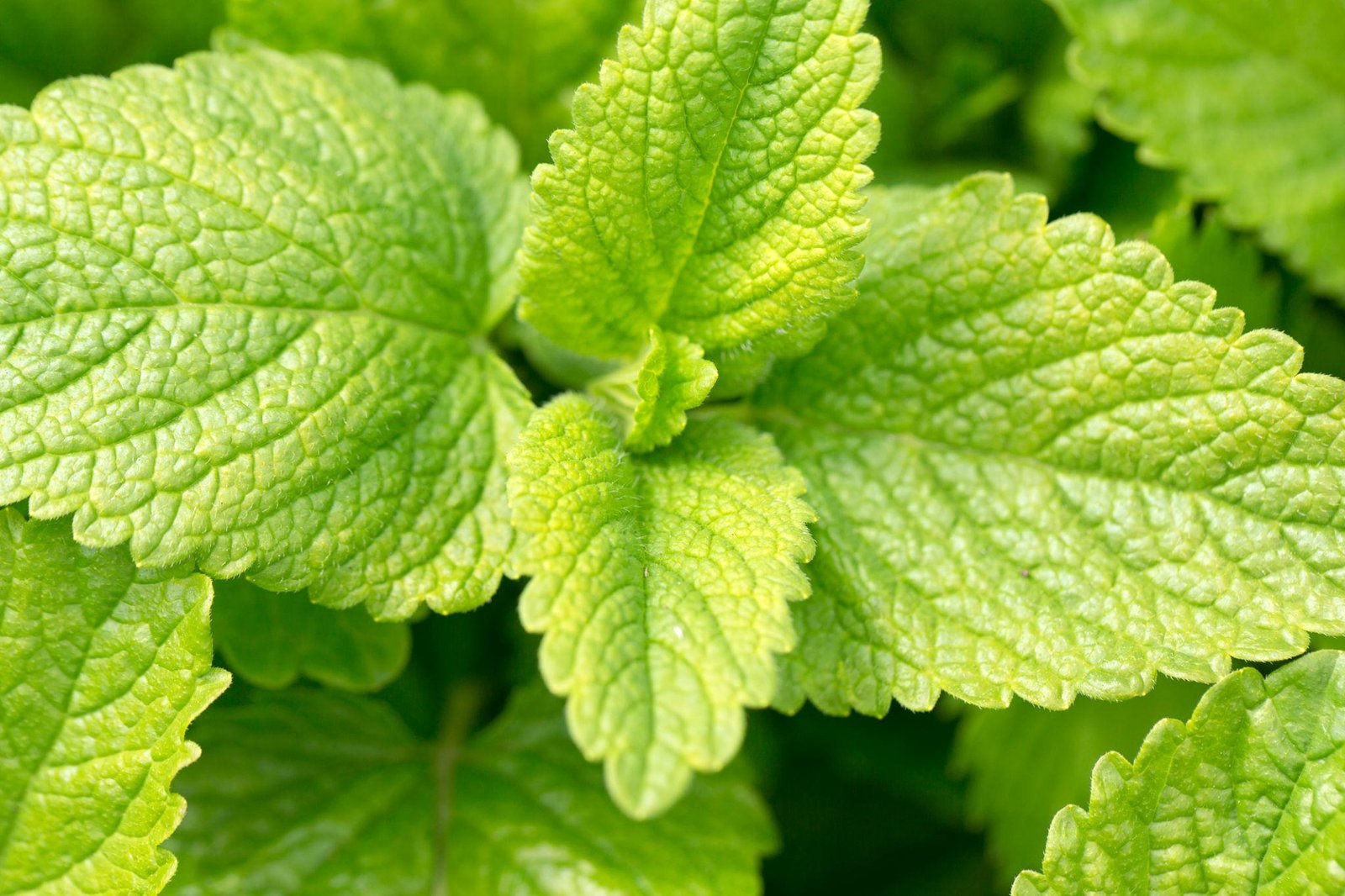 Fresh lemon balm leaves
