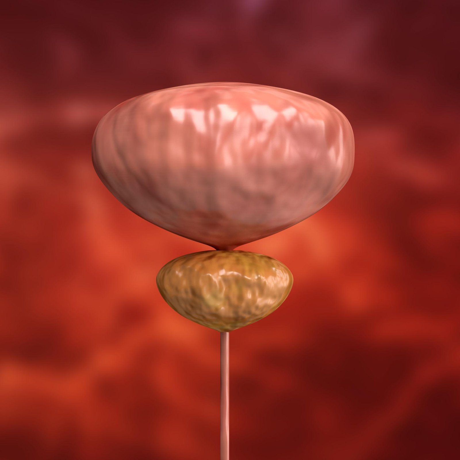 Educational illustration of the prostate, bladder and urinary tract