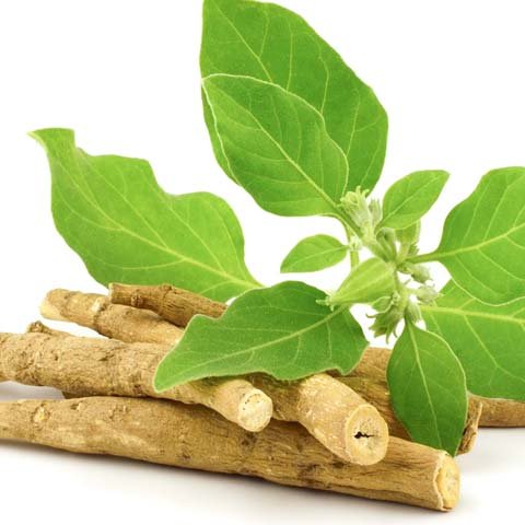 Ashwagandha ingredient photograph