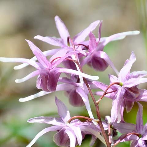 Horny Goat Weed ingredient photograph