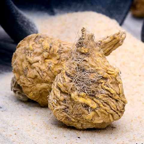 Maca Root ingredient photograph