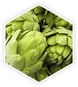 Artichoke extract safety considerations