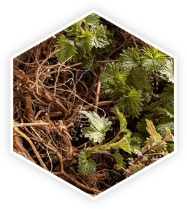 Stinging nettle root safety considerations