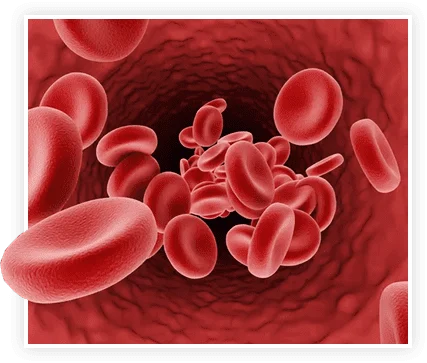 Blood circulation illustration for ProstaVive evidence analysis